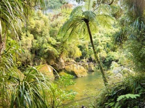 zealand vegetation south island tropical rainforest vegetation