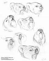 Sketch Animal Daily Koalas Lemurs Dogs Polar Lindsay Cibos Pm Posted Unknown sketch template