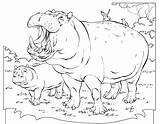 Hippopotamus Hippopotame Animaux Kb Coloriages sketch template