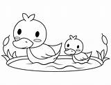 Duck Coloring Baby Pages Printable sketch template