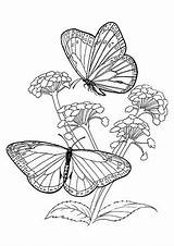 Schmetterling Blumen Ausmalen Ausmalbild Schmetterlinge Malvorlagen Ausdrucken Malvo Kostenlosen Bluten sketch template