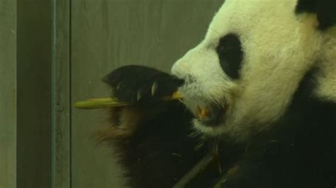 Giant Panda Becomes Internet Sensation After Getting His Bits Shaved