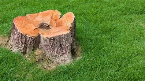 stop tree stump  sprouting