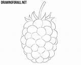 Blackberry Draw Easy Drawingforall sketch template