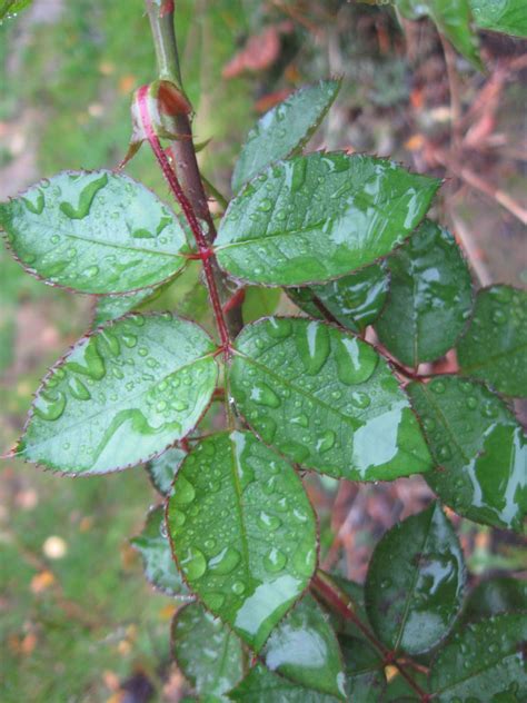 rose leaves  doodlevonyum  deviantart