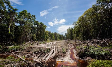 business  sustainability leaders speak    global fight  deforestation domtar