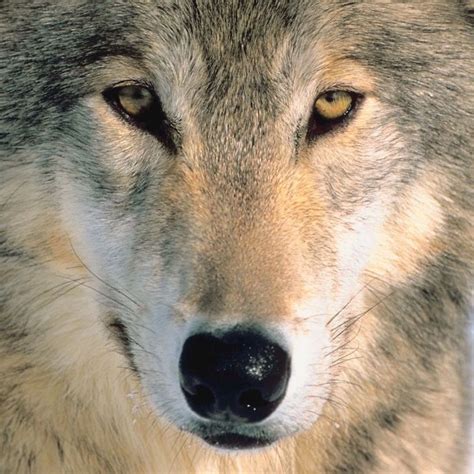les  meilleures images du tableau loup sur pinterest animaux