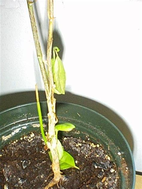 grow key lime trees  seed hunker