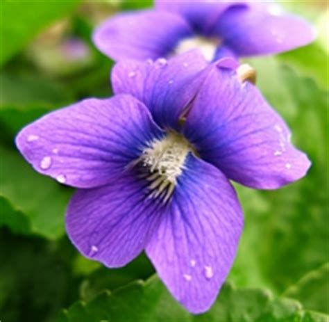 violet fragrant oil