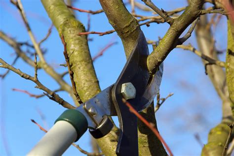 winter pruning helps trees  shrubs stay healthy  harmony