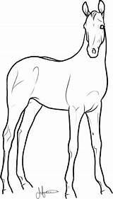 Halter Foals Standing sketch template