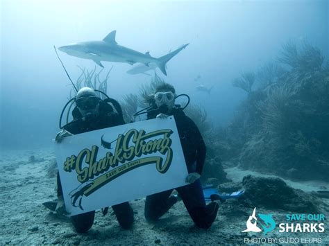 meer bescherming voor haaien  de cariben duikeninbeeld