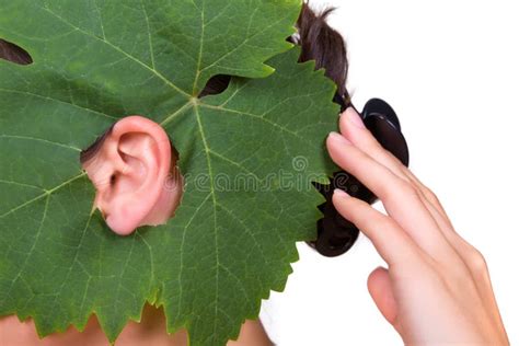 ear  green leaf stock image image  closeup human
