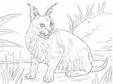 Caracal Coloring Pages Cat Lynx Wild Cats Desert Realistic Colouring Printable Clipart Color Drawing Cute Caracals Categories Paper Print sketch template