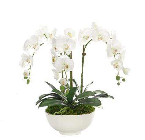 Orchid Phalaenopsis White Ceramic Bowl White 24wx20dx22h Wf994 Lr