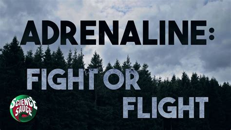 adrenaline fight  flight  video  fear youtube