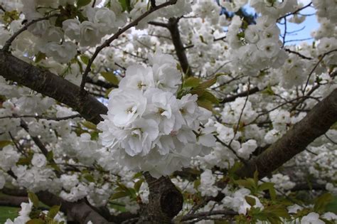 trees  plants white cherry blossoms trees