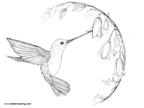 hummingbird coloirng pages clip art  printable coloring pages