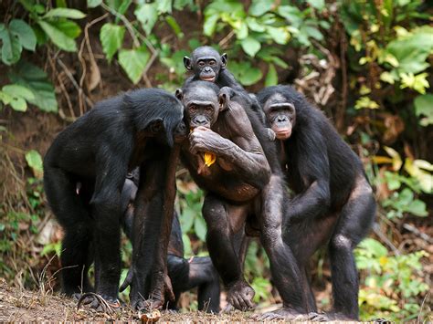 Тайные свидания шимпанзе приматолог объясняет как