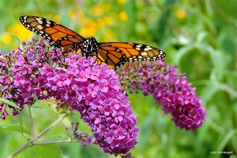 wallpaper summer orange ontario canada black nature butterfly insect purple wildlife