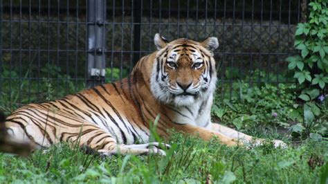 rare female siberian tiger  blank park zoo dies
