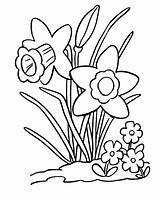 Daffodils Coloring Pages Daffodil Clip Stamps Digi Flower Stamp Clipart Drawings Starry Nights Colouring Digital Printable Sheets Studio Adult Color sketch template
