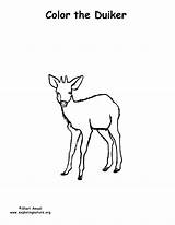 Duiker Coloring Deer sketch template