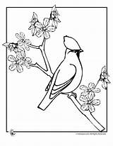 Blossom Coloring Cherry Pages Branch Colouring Library Clipart sketch template