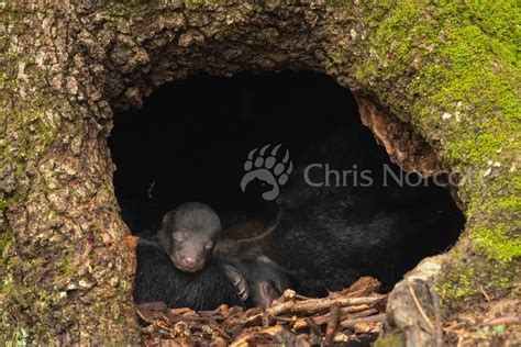 canceled learn  black bear hibernation explore oak ridge