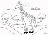 Giraffe Supercoloring Giraffa sketch template