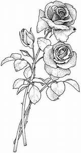 Roses Tattoo Desenho Colorear Rosen Tiges Buquês Colouring Riscos Coloriages Tecnicas Dicas Flor Zeichnen Imprimé sketch template