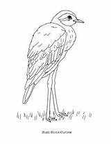 Curlew sketch template