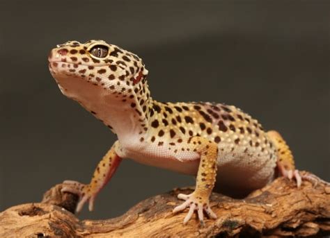 gecko bytes gecko care petmd