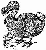 Dodo Bird Coloring Pages Realistic Netart Drawings 99kb Birds Print sketch template