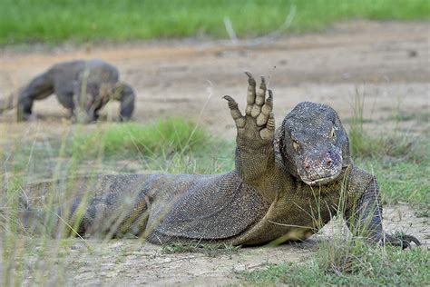 a komodo dragon s spit is it actually teeming with deadly