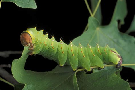 plants  caterpillars eat