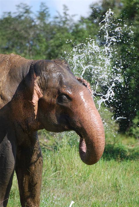 Jwm Sri Lankan Elephants Face Danger Despite Protections The