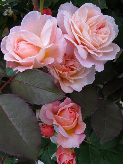 shropshire lad buds peach climbing rose susan rushton flickr