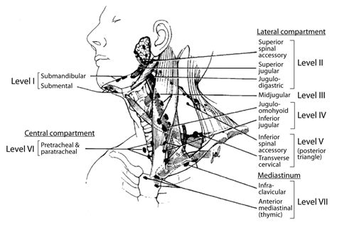 palpating lymph nodes   head   neck faculty  medicine