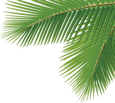 arecaceae leaf tree dasylirion wheeleri palm tree corner
