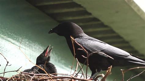 crows nest promo youtube