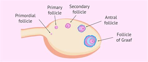 folliculogenesis     stages