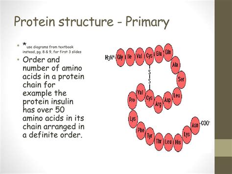 protein structure primary powerpoint