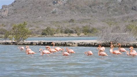 flamingos curacao  flamingos curacao
