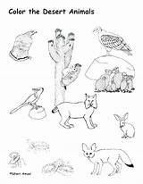 Desert Coloring Pages Animals Landscape Habitat Getcolorings Animal Color sketch template