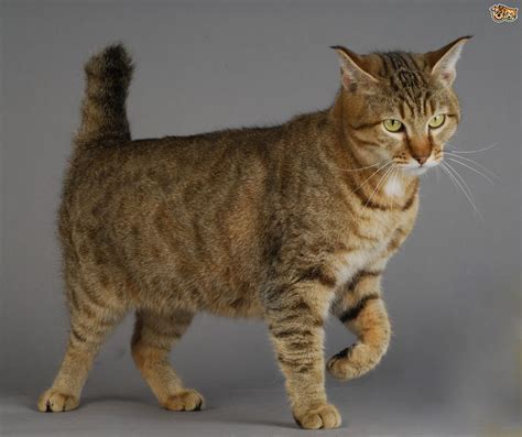 large domestic cat breeds  wild relatives petshomes