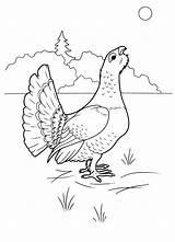 Capercaillie Pages Coloring Colorkid sketch template