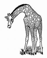 Coloring Giraffe Male Netart sketch template
