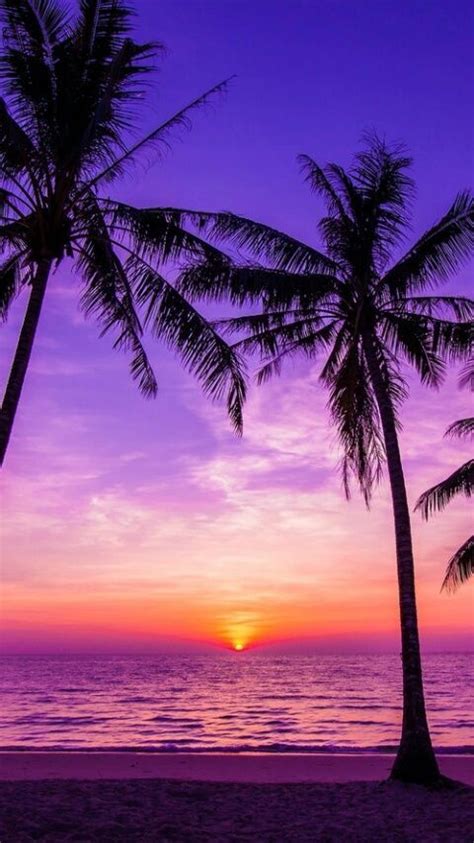 beach palm trees and sunset image sunset images sunset beach pictures