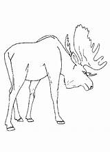 Moose Coloring Pages Drawing Animal Kids Printable Preschool Color Colouring Popular Print Coloringhome Getdrawings Book Comments sketch template